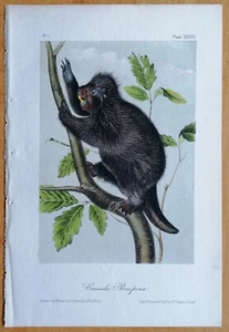 J.J. Audubon 1st Octavo Quadrupedes Canada Porcupine (Plate 36) - 1849 - Picture 1 of 1