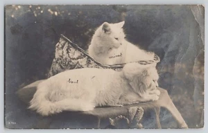 Antique White Persian Kitty Cats RPPC Posted France 1912 Rough Condition - Picture 1 of 2
