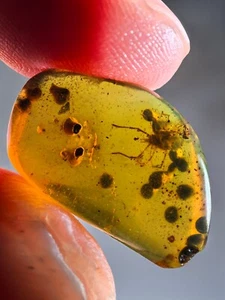 tick&plant spores Burmite Myanmar Burma Amber insect fossil dinosaur age - Imagen 1 de 8