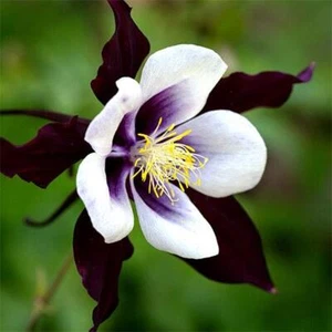 Aquilegia William Guiness HP, Sow Feb-Oct, Hardy, Purple/Black+White, 100 Seeds - Picture 1 of 5