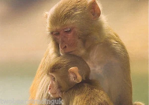 Postcard: Animal Kingdom - Monkey Mother & Baby (The Postcard Store) - Foto 1 di 1