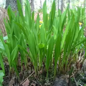 Allium ochotense 30+ PCS fresh seeds, Siberian onion, Cheremsha seeds, Organic - Picture 1 of 8
