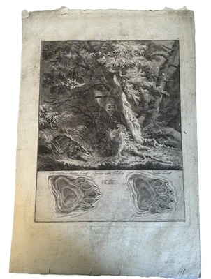 Ridinger Kupferstich Spuhr vom Tachse (Dachs) 1740 Nr. 20 35x51 cm Antik - Bild 1 von 4