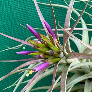 Air Plant, Tillandsia Widgee ‘Small form’ ex BG (7-8cm) Auto Combine Postage - Picture 1 of 3