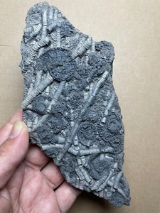 250g Trias Natur Crinoid Stamm und Trachyceras Präparat Geologisches Gestein - Bild 1 von 24