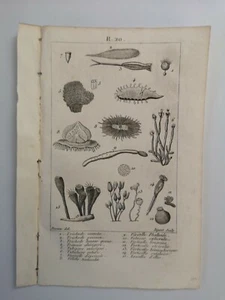PLANCHE / GRAVURE de 1816 - BOTANIQUE (R20) - Foto 1 di 2