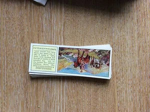 M12c Ty-phoo typhoo Tea card horses no 13 - Picture 1 of 1