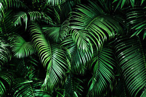 Tropical Green Palm Leaves Pattern 7X5FT Vinyl Studio Backdrop Photo Background