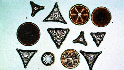 Antique Microscope  Slide. Diatoms. Exhibition Group of 12 Diatoms from Russia - Image 1 of 3