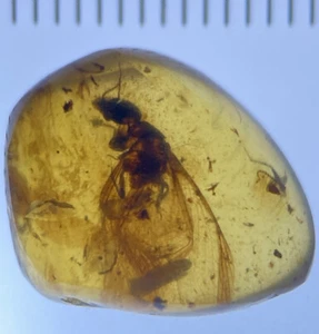 Large Winged Termite, Fossil In Genuine Burmite Amber, Dates 98MYO - Picture 1 of 3