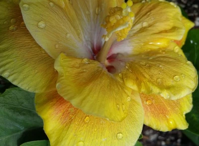 ШАРТРЕЗ РОЗА тропический экзотический каджун гибискус растение фантазии золото розовый цветок - Изображение 1 из 4