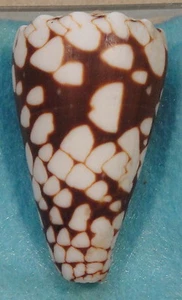 Conus Marmoreus 48mm Java,Moluccas formerly Marmoreus Nocturnus - Picture 1 of 5