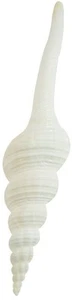 5 White Spindle Shells 5-6" (Set of 5) - Picture 1 of 4