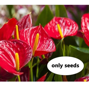 30 Red Flamingo Flower - Anthurium andraeanum 'Red Champion' seeds - Picture 1 of 5