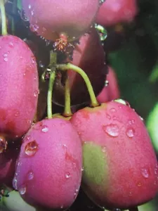 Actinidia arguta 'Pink Jumbo' rosa Mini Kiwi Pflanze 90-120cm Kiwibaum MiniKiwi - Bild 1 von 1