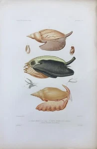 VOLUTA ARMATA-VOLUTA ANCILLA-VOLUTA PACIFICA "Voyage au Pôle Sud...Océanie" 1842 - Picture 1 of 1