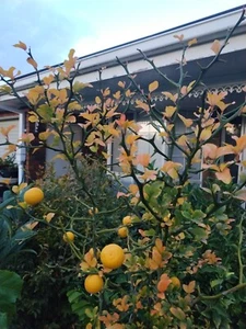 Citrus Rootstock Poncirus trifoliata (Bitter Orange) Non-Dwarf form 15 seeds - Picture 1 of 3