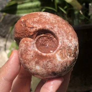 197G ERSTAUNLICHER PERMISCHER GANZER ROHER MASSIVER AMMONIT FOSSILE WEICHTIERE - Bild 1 von 13