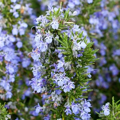 Set 3 Tuscan Blue Rosemary Plants 4-7" Tall Rosemary Plants Fragrant Herb - Image 1 of 4
