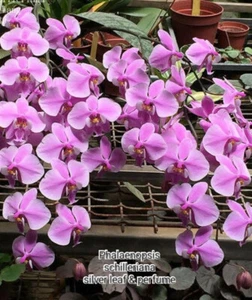 FPOrchids Phal. schilleriana TKB 'Silver' X Sib - Tubestock - Picture 1 of 6