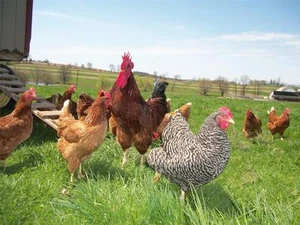 FOTO DE PÓSTER BRILLANTE DE REBAÑO DE POLLO gallo gallina pájaro huevos granero granja 1921 - Imagen 1 de 1