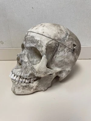 Cráneo anatómico modelo de escuela dental vintage (posiblemente Kilgore) Foto 1 de 4