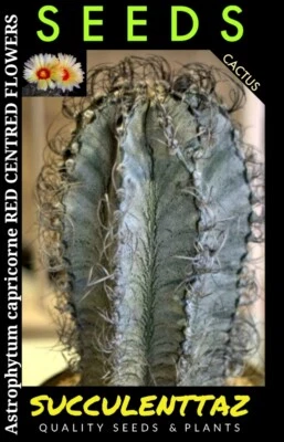 Astrophytum capricorne 10 x Seeds STAR CACTUS CACTI SUCCULENT PAPERY SPINES  - Image 1 of 4