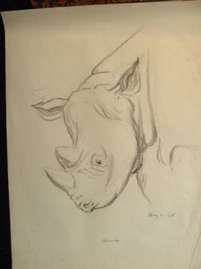 T13-79395. Orig pencil drawing 'Mamie' Rhino Jessie Cheney Fairbanks Boston 1935 - Picture 1 of 2
