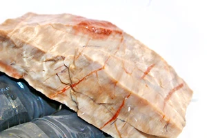Madera fósil petrificada Arizona mineral crudo natural roca áspera losa roja rodaja cruda - Imagen 1 de 9