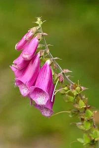 SAMEN für den Garten die wunderschöne Fingerhut - eine wahnsinnig tolle Blume - Bild 1 von 1
