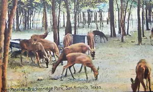 FARBPOSTKARTE VOR 1920 SAN ANTONIO TX HIRSCHRESERVAT BRACKENRIDGE PARK UNBESENDET - Bild 1 von 3