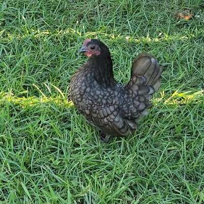 9 Serama Bantam Hatching Eggs 4-H Kikiriki Teacup Chicken