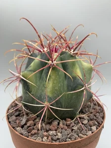 Ferocactus Acanthodes Hybrid Variegato Pot 10 Cm Verde Scuro Giallo Rare Plant - Imagen 1 de 6