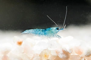 25x GAMBA NEOCARIDINA BLUE JELLY, para acuario, pecera de agua dulce y caliente. - Imagen 1 de 5