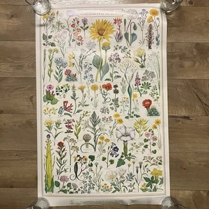 Lot Of 3 California Native Plants Spring Wildflowers Poster VTG 1980s 22” X 34” - Picture 1 of 8