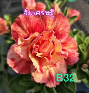 4 Fire Dancer Desert Rose Seeds Adenium Obesum Flower Perennial Seed US SELLER - Picture 1 of 24
