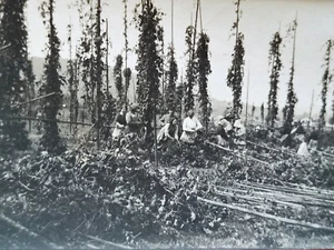 Photo Cueillette du Houblon Meurthe-et-Moselle 54 Bière Brasserie Alcool Vintage - Picture 1 of 3