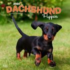 Dachshund Puppies | 2024 12x24" Monthly Square Wall Calendar