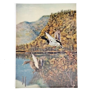 Vintage 1960s Wonder Toppan Tokyo 6"x4" 3-D Photo of Flying Ducks Lake Scene - Picture 1 of 4