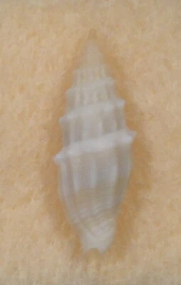 Mitra Vexillum Coronatum 19 mm Townsville Queensland Australia 27 metros Foto 1 de 4