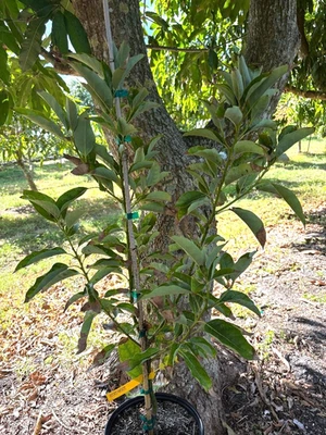ÁRBOL DE AGUACATE "FANTÁSTICO" INJERTADO SÚPER TOLERANTE AL FRÍO 10-15 F BUENO PARA ZONAS 8-11 Foto 1 de 4