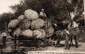 PFERDEWAGEN zieht RIESIGE KOHLKÖPFE Vintage ÜBERTREIBUNG Echt Foto Postkarte - Bild 1 von 2