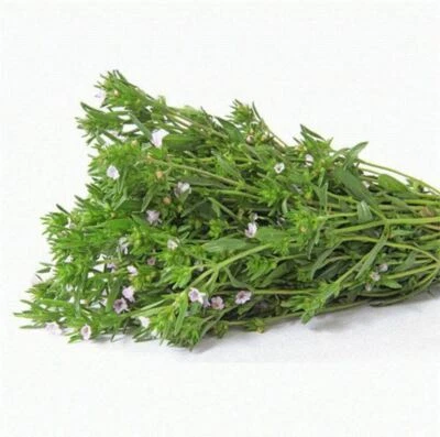 Summer Savory Spice Seeds, "COOL BEANS N SPROUTS" Brand. Herb. Non-GMO.