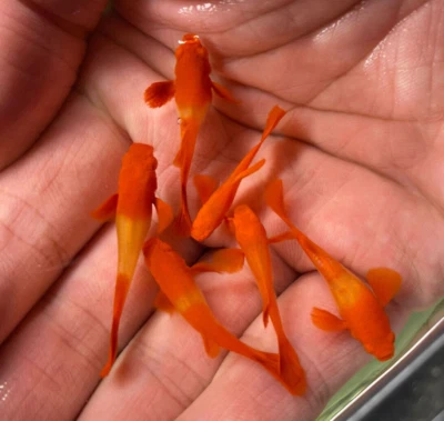 1 PAR DE PECES GUPPY VIVOS Albino Koi Oreja Roja ALTA CALIDAD - 1 MACHO 1 HEMBRA Foto 1 de 2
