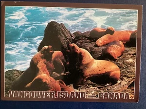 Postal Stellar Northern Sea Lions on rocks Vancouver Island B128 - Imagen 1 de 2