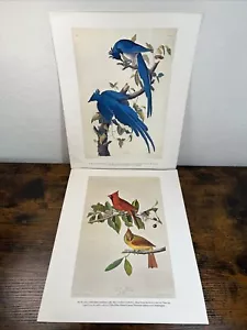 (2) Audubon Drucke The Birds of America National Gallery of Art Jay Cardinal - Bild 1 von 9