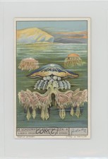 1930s Liebig The Beauty of Jellyfish Dutch De Schoonheid der Kwallen #4 0y5