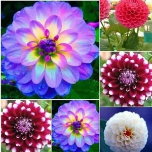 20 Pcs Dahlia Flower Seeds Mix Color Dahlia Flowers House Garden Greenhouse - Picture 1 of 8