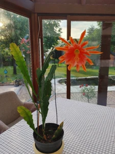 Blattkaktus Epiphyllum orange duftend Fiesta del Flores große Blüte - - Bild 1 von 9
