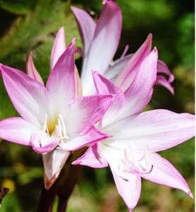 Amaryllis Belladonna Naked Lady Bulbs Pink One Bulb - Picture 1 of 2